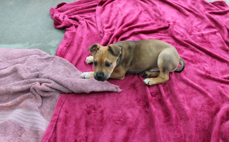 Spiderman (ADOPTED) tile image