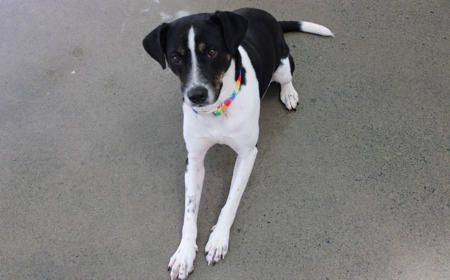 Taurus (ADOPTED) tile image