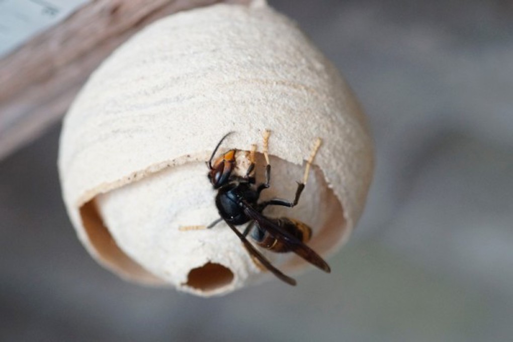 A hornets nest