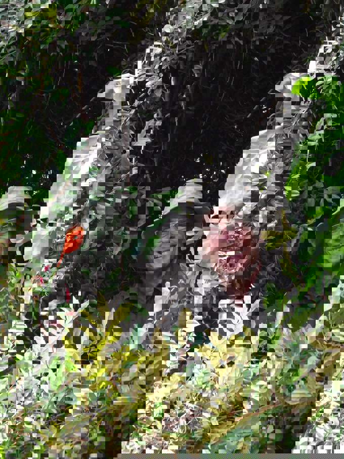 Conservation Hero- Richard Hursthouse