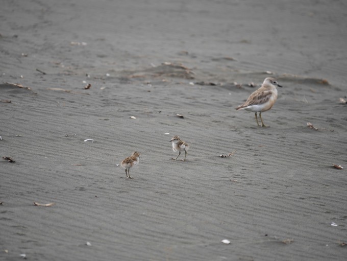 How are those dotterels doing?