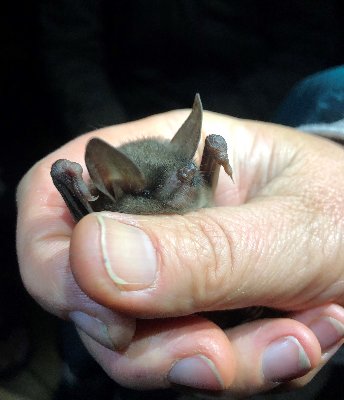 Short-tailed bat taken in Fiordland. Credit Ben Paris