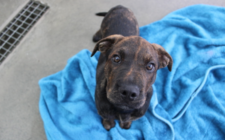 Hampshire tile image