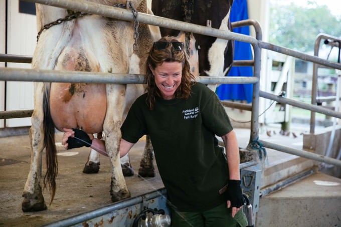 See cow milking up close at Ambury Farm Day (1)