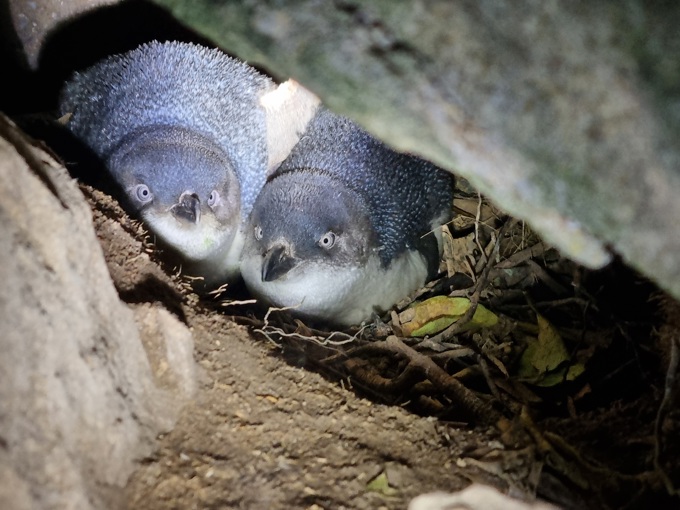 Bird assessment report (1)