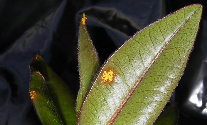 Myrtle rust discovered on Mainland New Zealand 3