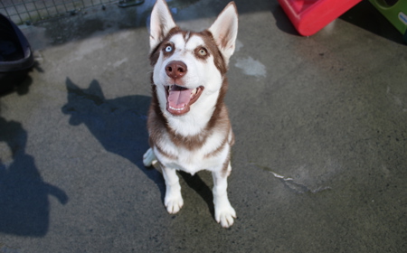 Sandy (ADOPTED) tile image