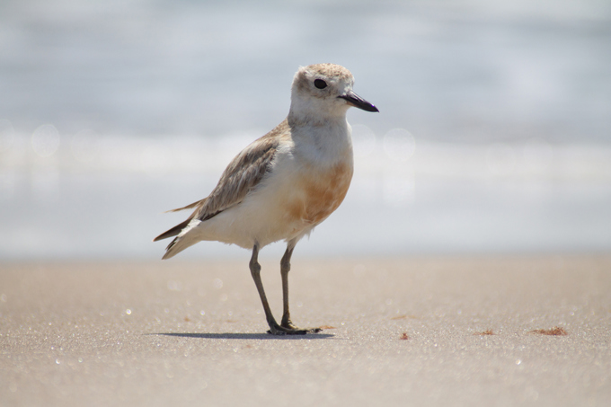 A shorebird on a beach
