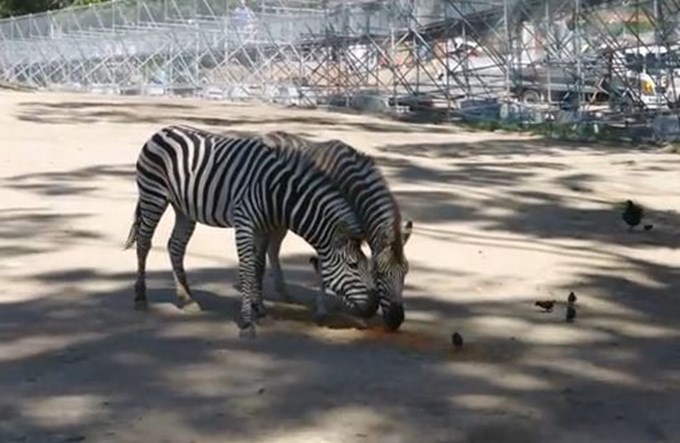 Zoo Tales: Not a stripy horse!3
