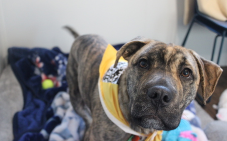 Mike Wazowski tile image