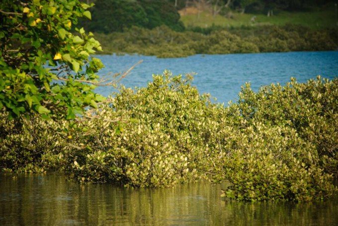 Mangroves