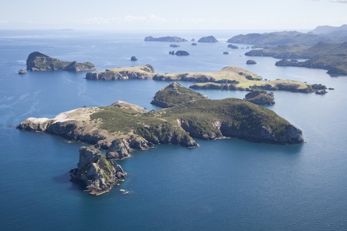 Pests under pressure in Hauraki Gulf