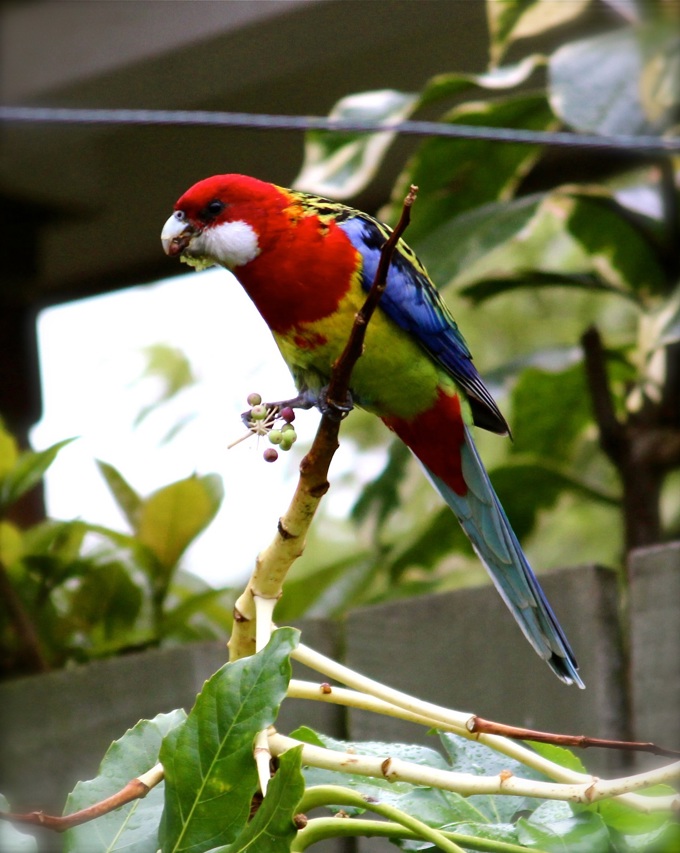 Backyard birds - Rosella