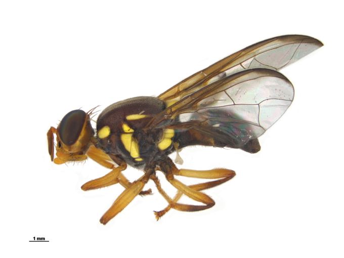Queensland Fruit Fly. Source Biosecurity New Zealand