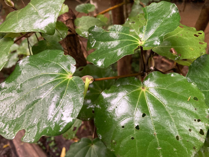 Witheford Reserve Regeneration Working Bee_ygdmaeyd.png