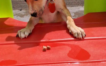 Thai (ON HOLD) tile image