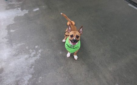 Pāeroa (ON HOLD) tile image