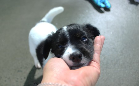 Eevee (ON HOLD) tile image