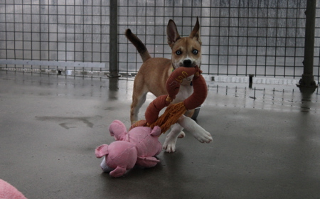 Te Waihou tile image