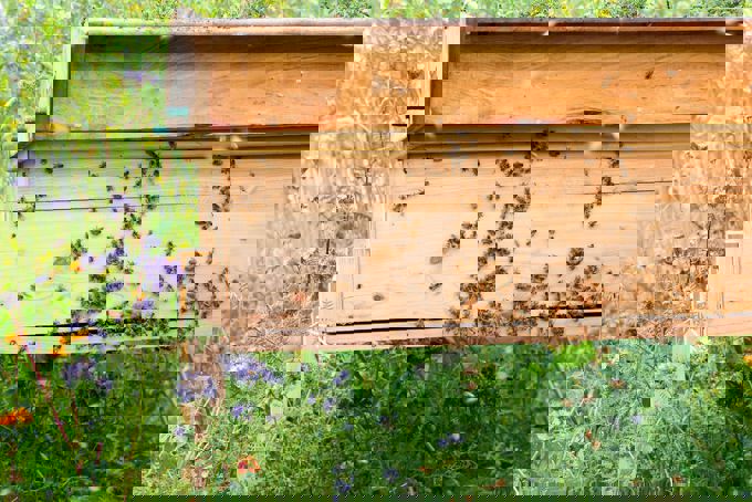 City block turned into bee refuge