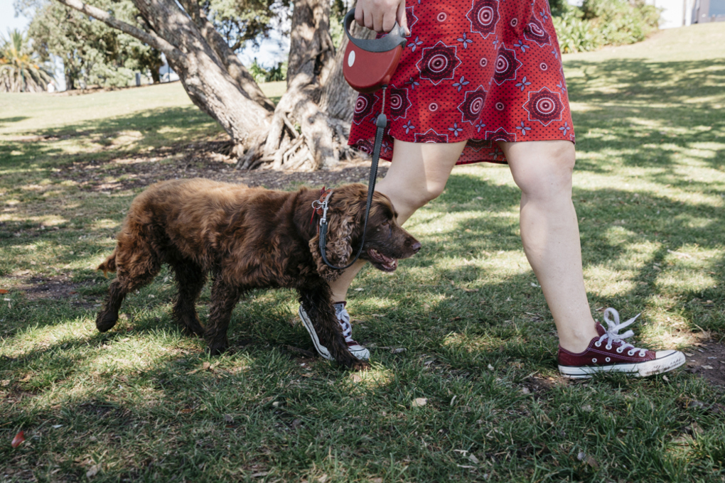 Owner walking their dog