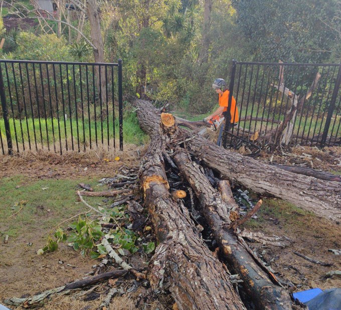 Moray Place, Pt Chevalier tree damage