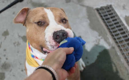 Ruakākā tile image
