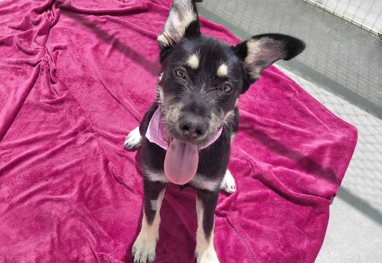 Dog Tile Image Vixen 1 770X530