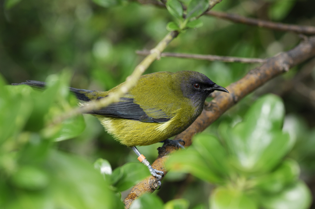 Rats go nuts over peanut butter - Bellbird