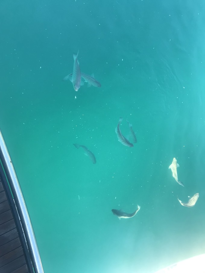 240122 PHOTO Fish On Mayors Summer Boating Trip