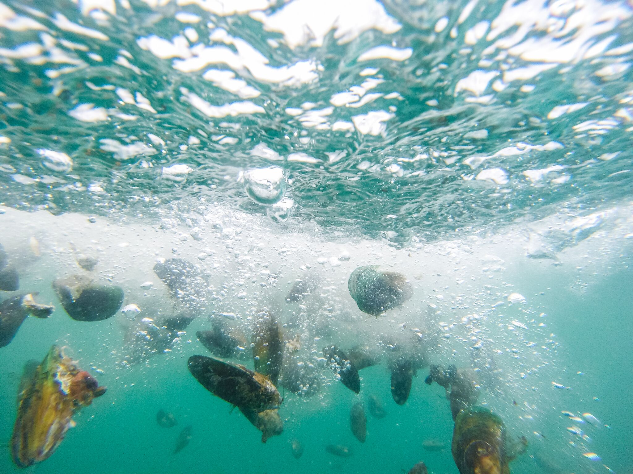 Как выглядят мидии живые фото в воде