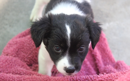 Eevee (ON HOLD) tile image