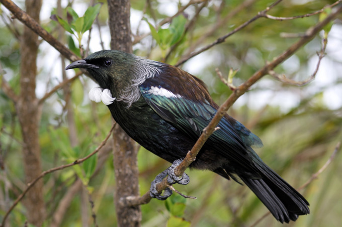 Bird watchers, get your binoculars ready