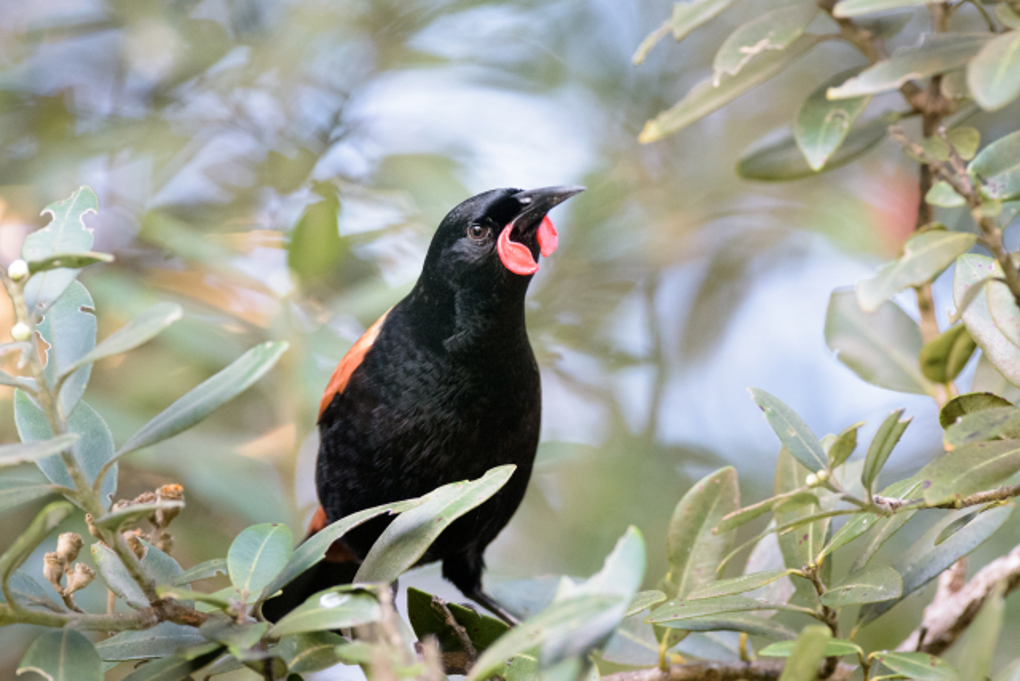 Saddleback (Tīeke) On Little Barrier Island (Te Hauturu O Toi). Credit To Leon Everett