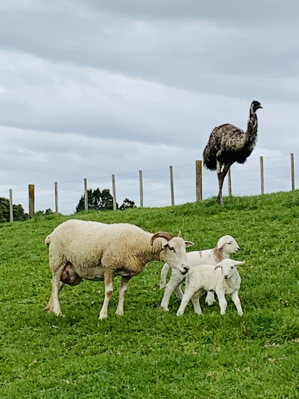 emu 2