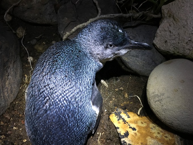 Supporting Our Seabirds (2)