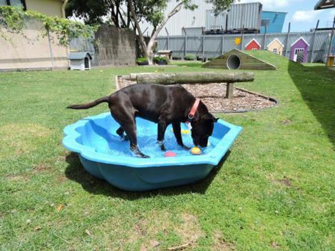 Make sure your dog's happy at home or away