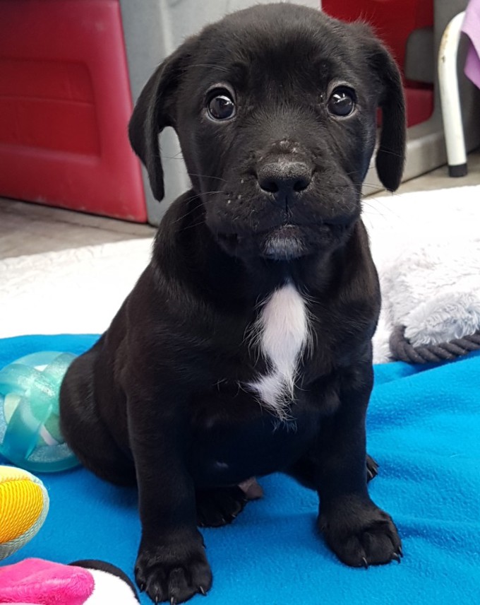 Adorable adoptables from Auckland's shelters (1)