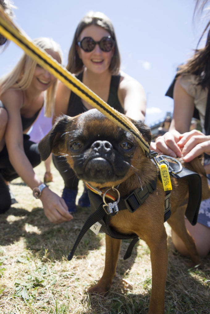 "Walkies" a resounding success (9)