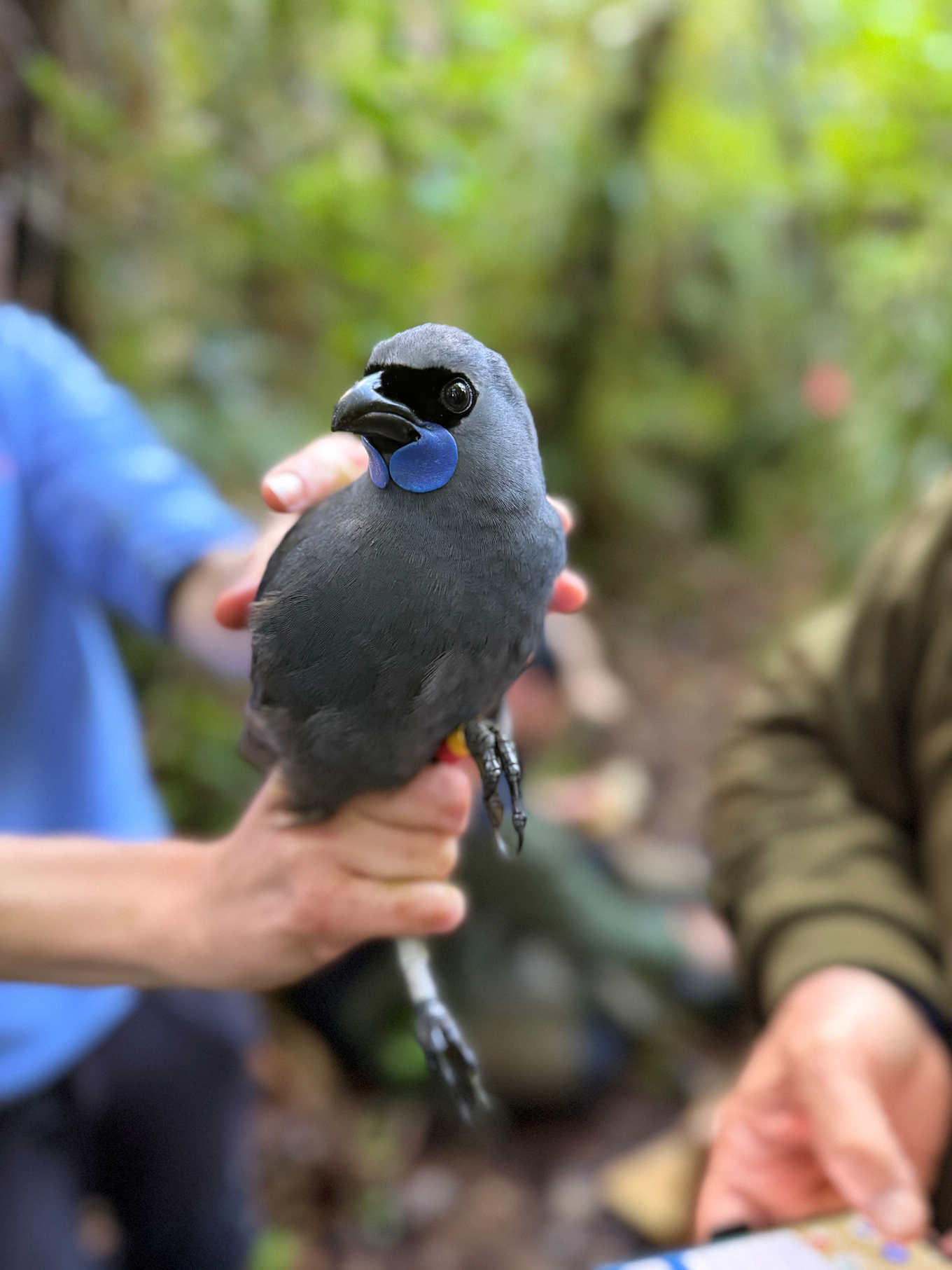 A Hūnua kōkako bird being held in a person's hand.