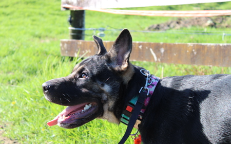 Noodle (ON HOLD) tile image