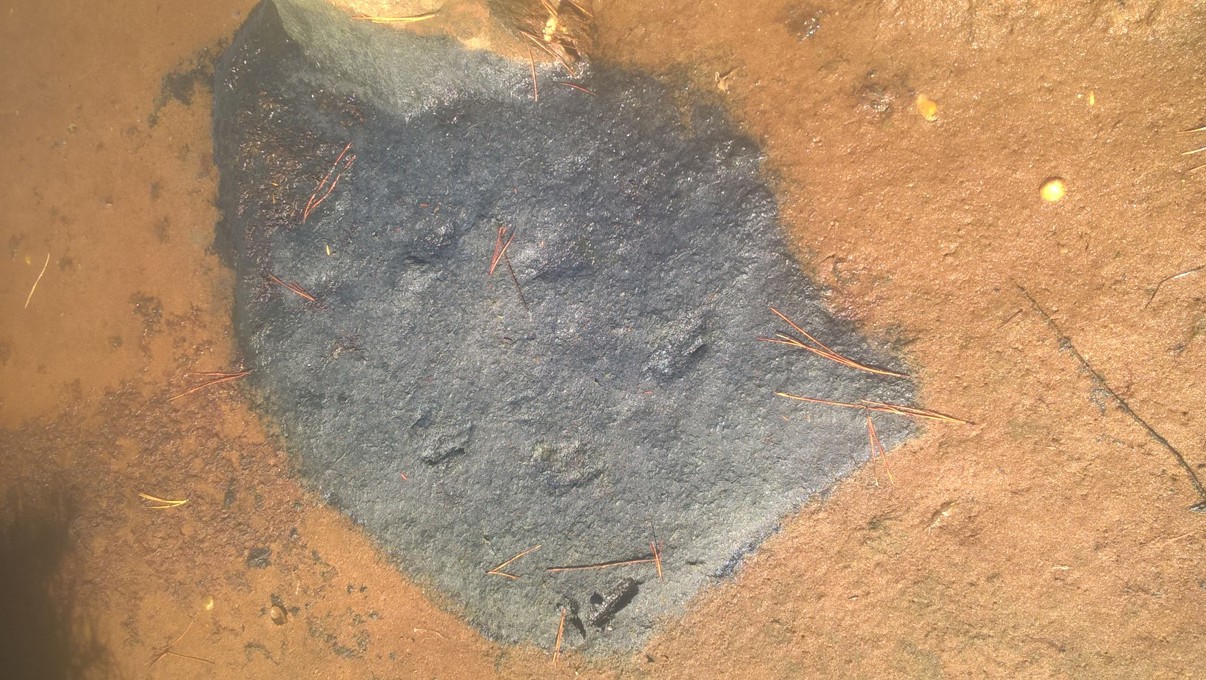 Algae bloom at Great Barrier's Kaitoke Creek not a health risk