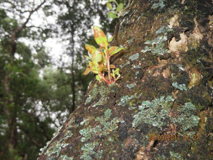 Myrtle rust Raoul Island