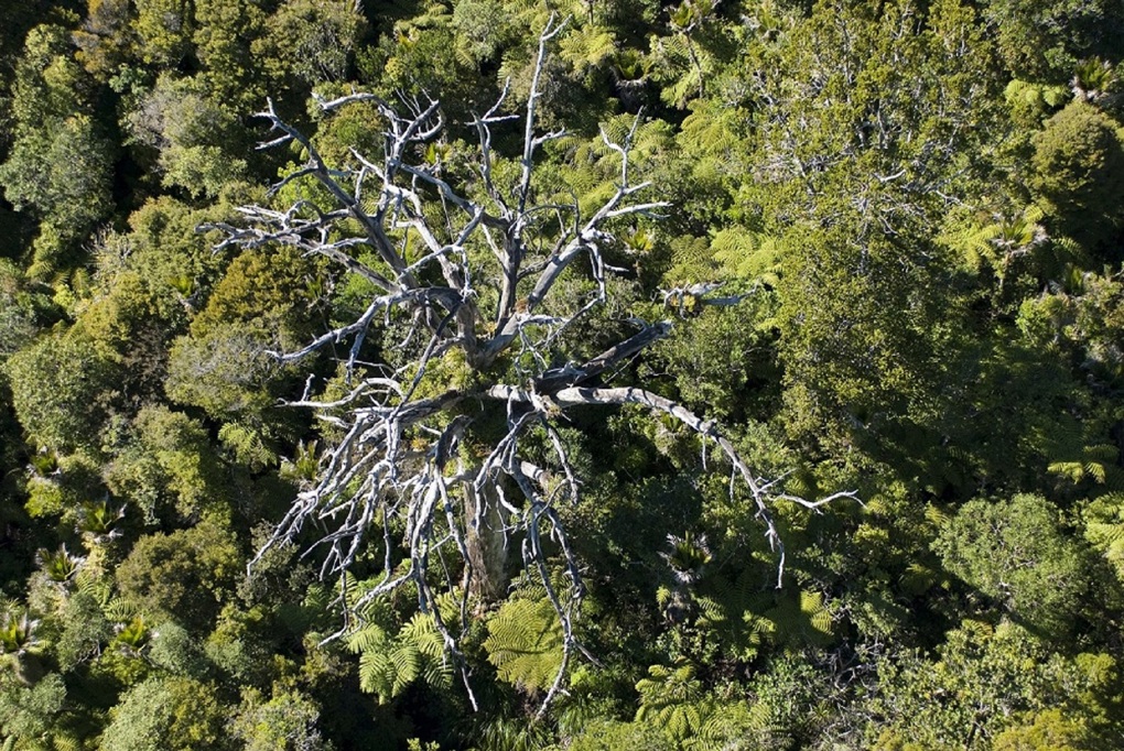 EMC Virtual forest
