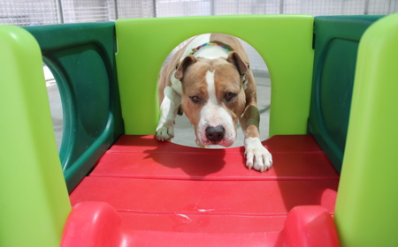 Ruakākā tile image