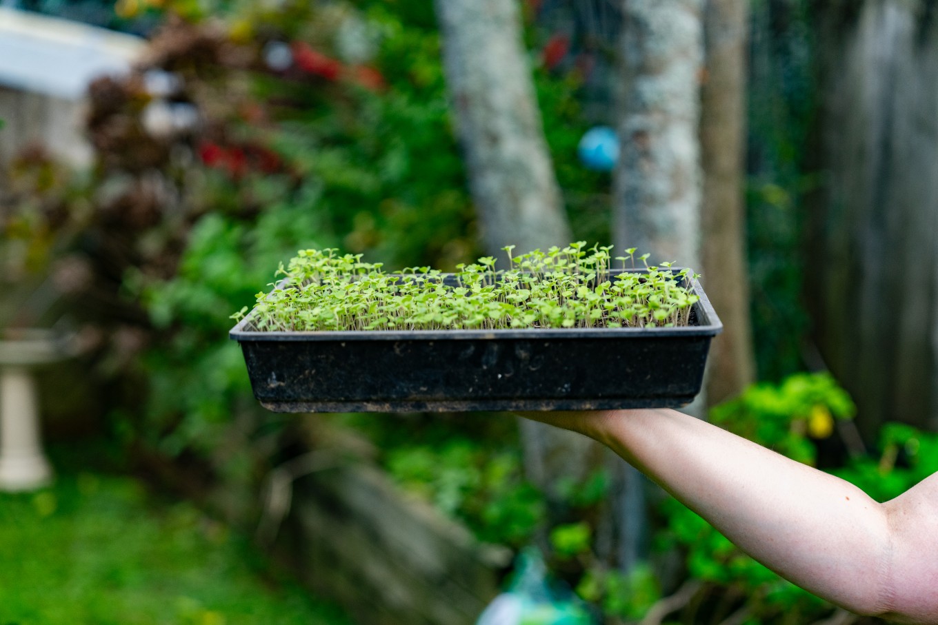A micro garden in a plastic container. 