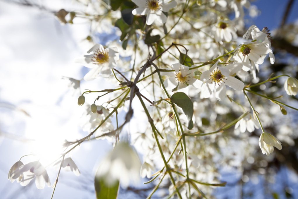 Best spots to meditate in Auckland (4)