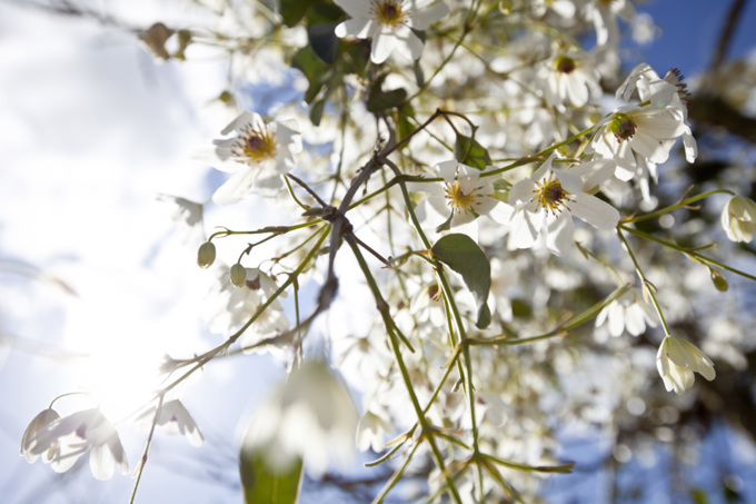 Best spots to meditate in Auckland (4)