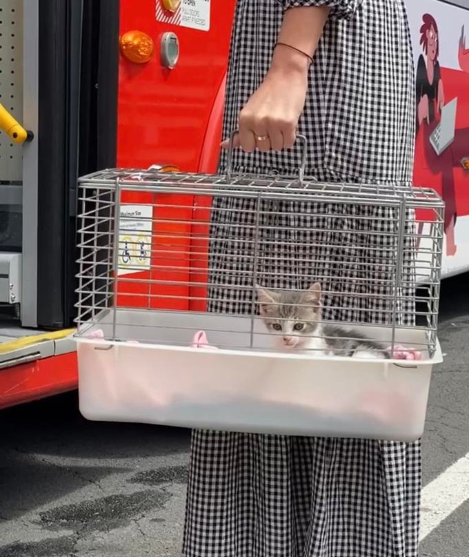 Small pets now boarding on buses OurAuckland