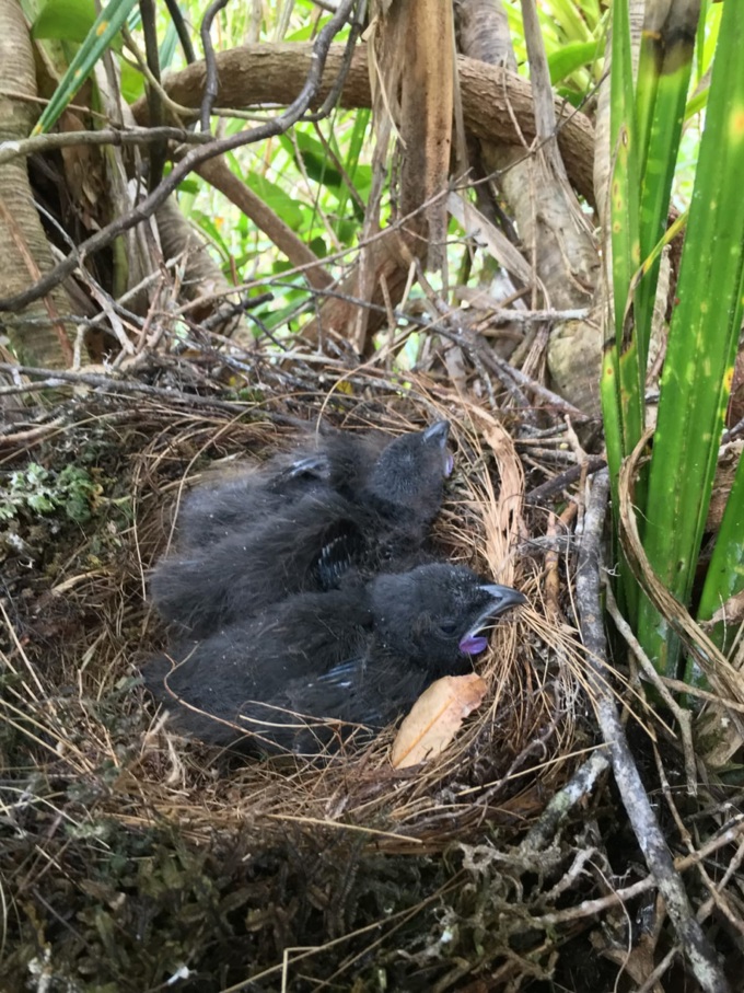 Hunua 1080 project completion